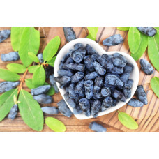 Жимолость їстівна (камчатська) Хоней Бі | Lonicera caerulea var. kamtschatica ‘Honey Bee’ | Жимолость съедобная (камчатская) Хоней Би