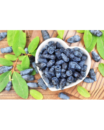Жимолость їстівна (камчатська) Хоней Бі | Lonicera caerulea var. kamtschatica ‘Honey Bee’ | Жимолость съедобная (камчатская) Хоней Би