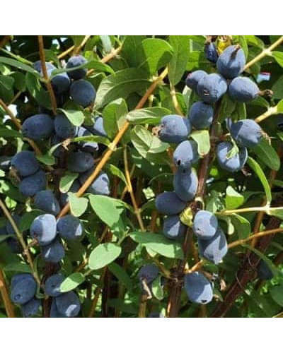 Жимолость камчатська / їстівна Бореал Біст | Lonicera caerulea `Boreal Beast` | Жимолость камчатская / съедобная Бореал Бист