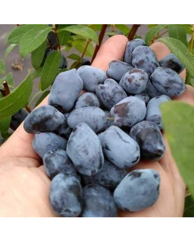 Жимолость камчатська / їстівна Бореал Біст | Lonicera caerulea `Boreal Beast` | Жимолость камчатская / съедобная Бореал Бист