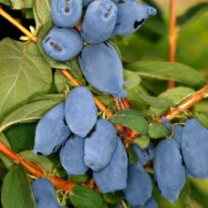 Жимолость камчатська / їстівна Бореал Біст | Lonicera caerulea `Boreal Beast` | Жимолость камчатская / съедобная Бореал Бист