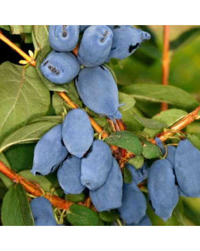 Жимолость камчатська / їстівна Бореал Біст | Lonicera caerulea `Boreal Beast` | Жимолость камчатская / съедобная Бореал Бист