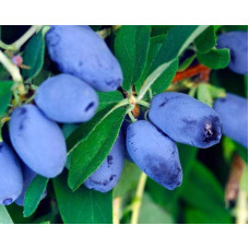 Жимолость камчатська / їстівна Бореал Біст | Lonicera caerulea `Boreal Beast` | Жимолость камчатская / съедобная Бореал Бист