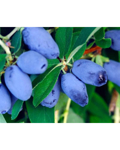Жимолость камчатська / їстівна Бореал Біст | Lonicera caerulea `Boreal Beast` | Жимолость камчатская / съедобная Бореал Бист