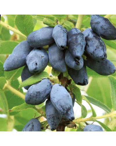 Жимолость камчатська / їстівна Бореал Біст | Lonicera caerulea `Boreal Beast` | Жимолость камчатская / съедобная Бореал Бист
