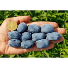 Жимолость камчатська / їстівна Бореал Біст | Lonicera caerulea `Boreal Beast` | Жимолость камчатская / съедобная Бореал Бист