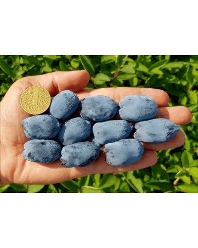 Жимолость камчатська / їстівна Бореал Біст | Lonicera caerulea `Boreal Beast` | Жимолость камчатская / съедобная Бореал Бист