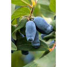 Жимолость камчатська / їстівна Югана | Lonicera kamtschatica / edulis Yugana | Жимолость камчатская / съедобная Югана