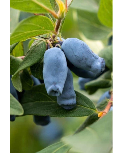 Жимолость камчатська / їстівна Югана | Lonicera kamtschatica / edulis Yugana | Жимолость камчатская / съедобная Югана