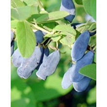 Жимолость камчатська / їстівна Югана | Lonicera kamtschatica / edulis Yugana | Жимолость камчатская / съедобная Югана