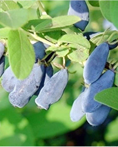Жимолость камчатська / їстівна Югана | Lonicera kamtschatica / edulis Yugana | Жимолость камчатская / съедобная Югана