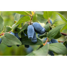 Жимолость камчатська / їстівна Югана | Lonicera kamtschatica / edulis Yugana | Жимолость камчатская / съедобная Югана