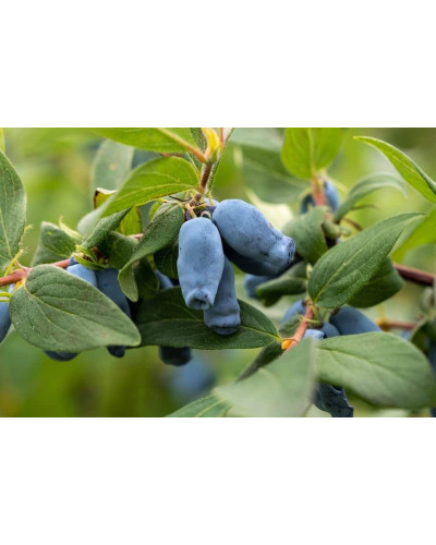 Жимолость камчатська / їстівна Югана | Lonicera kamtschatica / edulis Yugana | Жимолость камчатская / съедобная Югана
