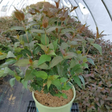 Жимолость камчатська / їстівна Югана | Lonicera kamtschatica / edulis Yugana | Жимолость камчатская / съедобная Югана