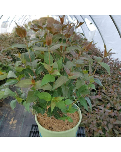 Жимолость камчатська / їстівна Югана | Lonicera kamtschatica / edulis Yugana | Жимолость камчатская / съедобная Югана