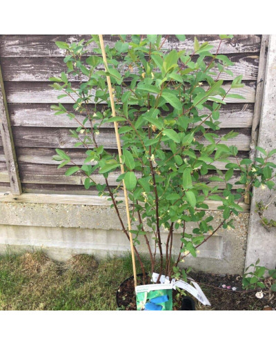 Жимолость камчатська / їстівна Югана | Lonicera kamtschatica / edulis Yugana | Жимолость камчатская / съедобная Югана