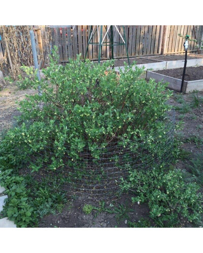 Жимолость камчатська / їстівна Югана | Lonicera kamtschatica / edulis Yugana | Жимолость камчатская / съедобная Югана