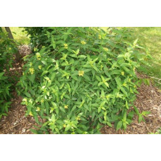 Жимолость камчатська / їстівна Югана | Lonicera kamtschatica / edulis Yugana | Жимолость камчатская / съедобная Югана