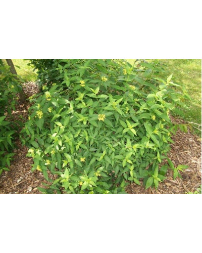 Жимолость камчатська / їстівна Югана | Lonicera kamtschatica / edulis Yugana | Жимолость камчатская / съедобная Югана