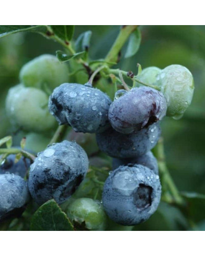 Лохина високоросла Дарроу | Vaccinium corymbosum Darrow | Голубика высокорослая Дарроу