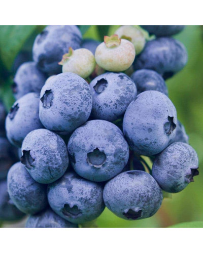 Лохина високоросла Дарроу | Vaccinium corymbosum Darrow | Голубика высокорослая Дарроу