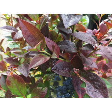 Лохина високоросла Дарроу | Vaccinium corymbosum Darrow | Голубика высокорослая Дарроу