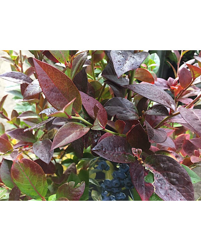 Лохина високоросла Дарроу | Vaccinium corymbosum Darrow | Голубика высокорослая Дарроу
