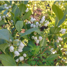 Лохина високоросла Дарроу | Vaccinium corymbosum Darrow | Голубика высокорослая Дарроу