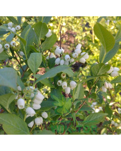 Лохина високоросла Дарроу | Vaccinium corymbosum Darrow | Голубика высокорослая Дарроу