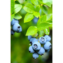 Лохина високоросла Елізабет | Vaccinium corymbosum Elizabeth | Голубика высокорослая Элизабет