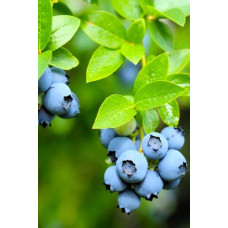 Лохина високоросла Елізабет | Vaccinium corymbosum Elizabeth | Голубика высокорослая Элизабет