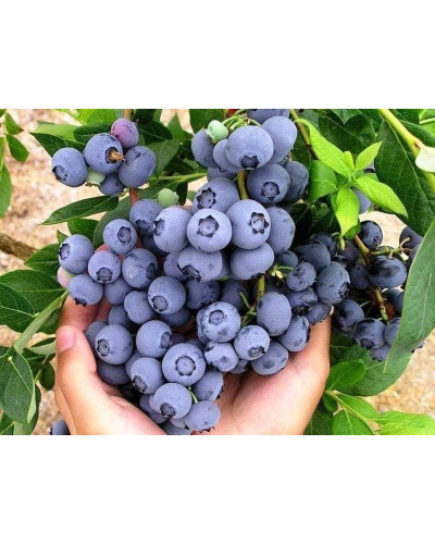 Лохина високоросла Елізабет | Vaccinium corymbosum Elizabeth | Голубика высокорослая Элизабет