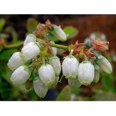 Лохина високоросла Елізабет | Vaccinium corymbosum Elizabeth | Голубика высокорослая Элизабет