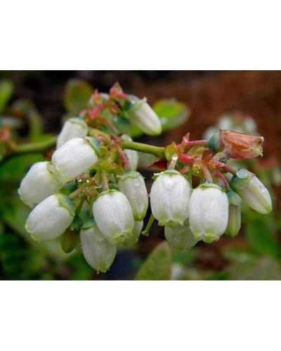 Лохина високоросла Елізабет | Vaccinium corymbosum Elizabeth | Голубика высокорослая Элизабет