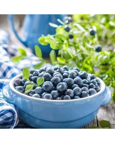 Лохина високоросла Елізабет | Vaccinium corymbosum Elizabeth | Голубика высокорослая Элизабет