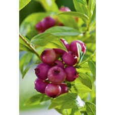 Лохина високоросла Пінк Лимонад | Vaccinium corymbosum Pink Lemonade | Голубика высокорослая Пинк Лимонад