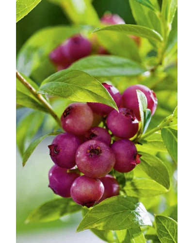 Лохина високоросла Пінк Лимонад | Vaccinium corymbosum Pink Lemonade | Голубика высокорослая Пинк Лимонад