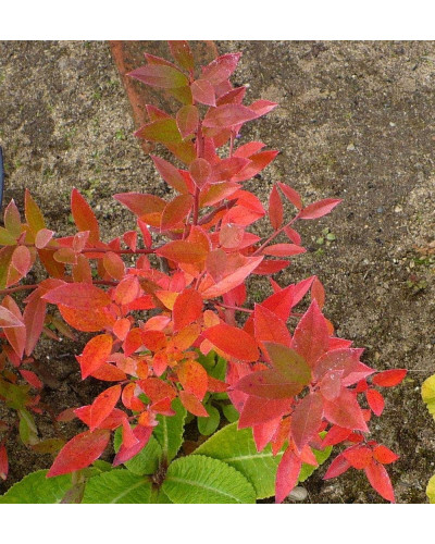 Лохина високоросла Пінк Лимонад | Vaccinium corymbosum Pink Lemonade | Голубика высокорослая Пинк Лимонад