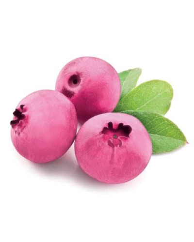 Лохина високоросла Пінк Лимонад | Vaccinium corymbosum Pink Lemonade | Голубика высокорослая Пинк Лимонад