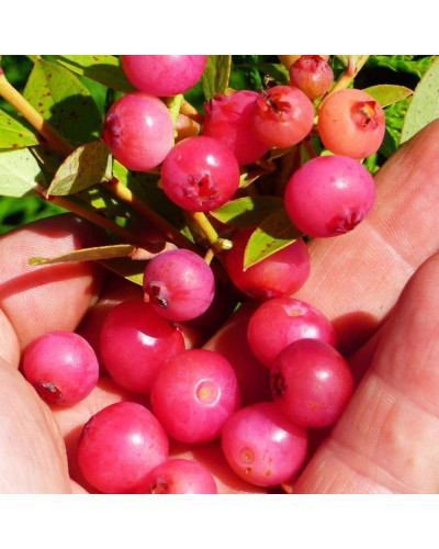 Лохина високоросла Пінк Лимонад | Vaccinium corymbosum Pink Lemonade | Голубика высокорослая Пинк Лимонад
