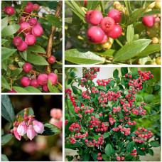 Лохина високоросла Пінк Лимонад | Vaccinium corymbosum Pink Lemonade | Голубика высокорослая Пинк Лимонад