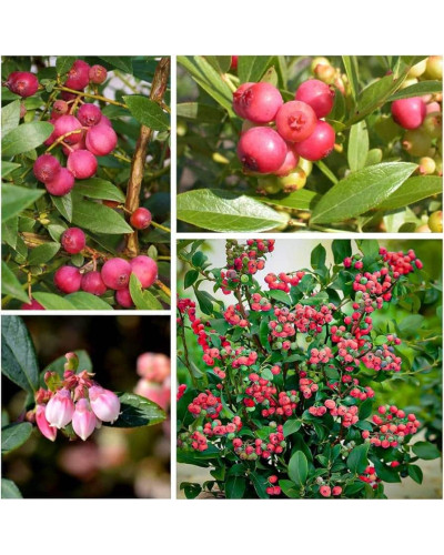 Лохина високоросла Пінк Лимонад | Vaccinium corymbosum Pink Lemonade | Голубика высокорослая Пинк Лимонад