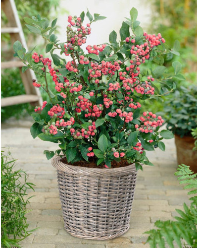 Лохина високоросла Пінк Лимонад | Vaccinium corymbosum Pink Lemonade | Голубика высокорослая Пинк Лимонад