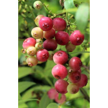 Лохина високоросла Пінк Лимонад | Vaccinium corymbosum Pink Lemonade | Голубика высокорослая Пинк Лимонад