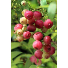 Лохина високоросла Пінк Лимонад | Vaccinium corymbosum Pink Lemonade | Голубика высокорослая Пинк Лимонад