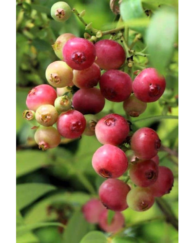 Лохина високоросла Пінк Лимонад | Vaccinium corymbosum Pink Lemonade | Голубика высокорослая Пинк Лимонад