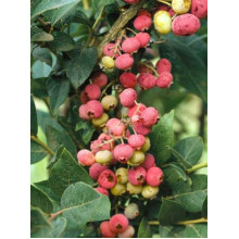 Лохина високоросла Пінк Лимонад | Vaccinium corymbosum Pink Lemonade | Голубика высокорослая Пинк Лимонад
