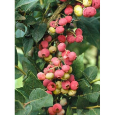 Лохина високоросла Пінк Лимонад | Vaccinium corymbosum Pink Lemonade | Голубика высокорослая Пинк Лимонад