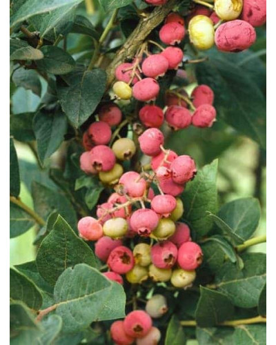Лохина високоросла Пінк Лимонад | Vaccinium corymbosum Pink Lemonade | Голубика высокорослая Пинк Лимонад