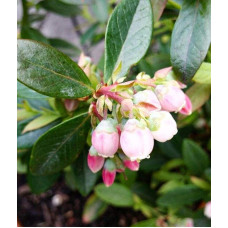 Лохина високоросла Пінк Лимонад | Vaccinium corymbosum Pink Lemonade | Голубика высокорослая Пинк Лимонад